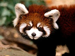 A Red Panda Poses for the Camera